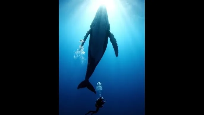 惹上冷殿下免费观看 - 深蓝星球：探索海洋深处的未知世界